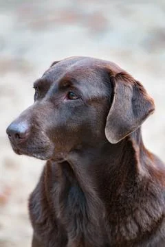 Chocolate Lab Stock Photos