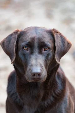 Chocolate Lab Stock Photos