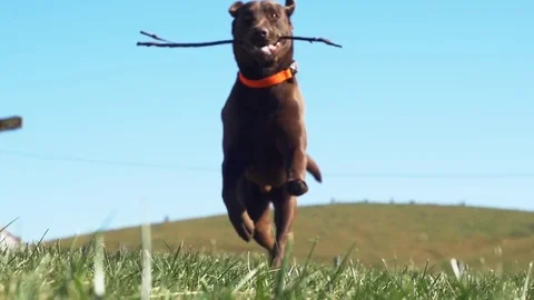 Chocolate Lab Playing Fetch Stock Footage 75911542