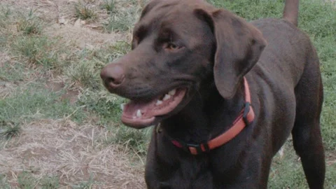 Chocolate Lab Playing Outside (Slow Motion) Stock Footage 210762915