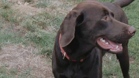 Chocolate Lab Playing In the Yard Stock Footage 210762854