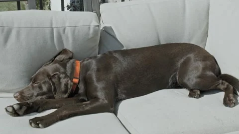 Chocolate Lab Relaxing Outside Stock Footage 210762833
