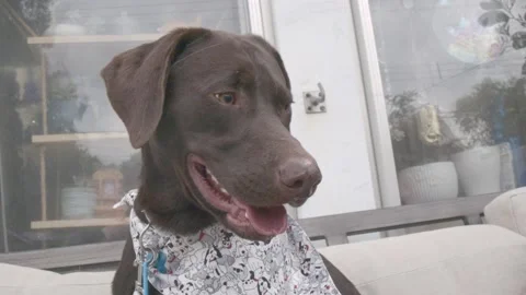 Chocolate Lab Sitting on Couch Stock Footage 212779789