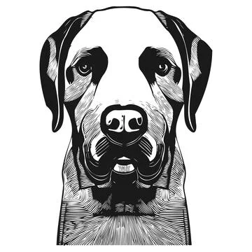 Chocolate lab vector hand drawn vector black and white Stock Illustration