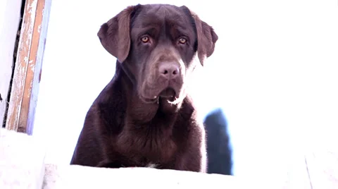 Chocolate lab barking best sale