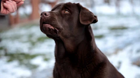 Chocolate Labrador  barking in winter Stock Footage 36646326