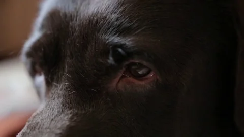 Chocolate Labrador, close-up. Stock Footage 83448001