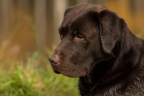 Chocolate Labrador close-up looking to the side, portrait of a dog on a yellow Stock Photos