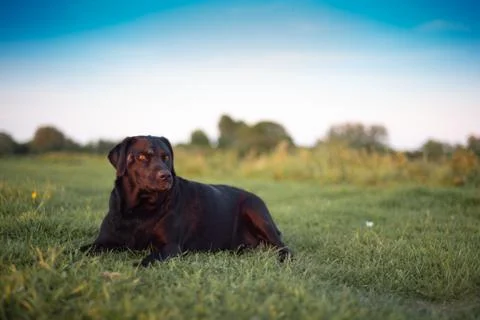 Chocolate Labrador Dog in meadow field at golden sunset Stock Photos