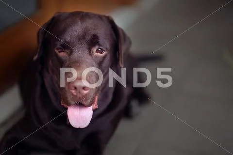 Chocolate Labrador Dog Stock Photos