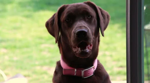 Chocolate labrador Stock Footage 22462756