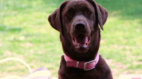 Chocolate labrador Stock Footage 22463418