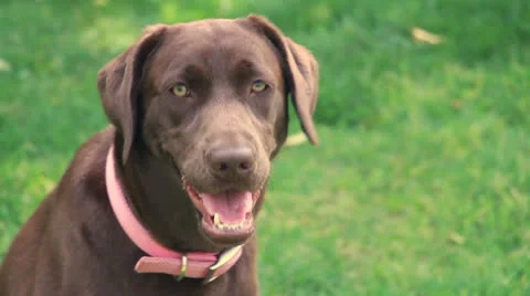 Chocolate labrador Stock Footage 22465916
