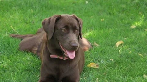 Chocolate labrador 動画素材 22466826