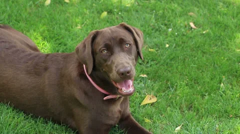 Chocolate labrador Stock Footage 22468310