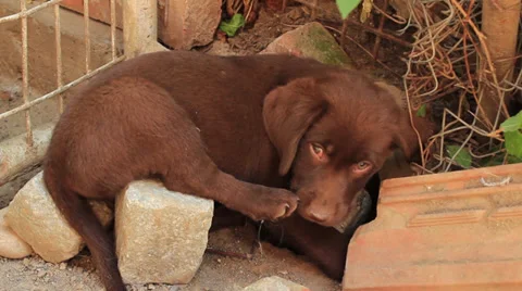 Chocolate Labrador Stock Footage 27845111