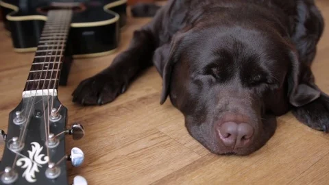 Chocolate Labrador guards the guitar. Stock Footage 71956531
