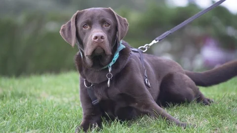 Chocolate labrador isolated with leash Stock Footage 101280309