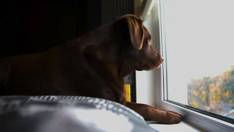 Chocolate Labrador led on bed looking outside patiently waiting for owners to Stock-Footage 142901001