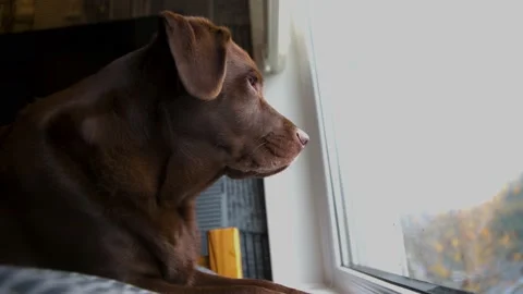 Chocolate Labrador led on bed looking outside patiently waiting for owners to Stock Footage 142902060
