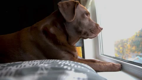 Chocolate Labrador led on bed looking outside patiently waiting for owners to Stock Footage 142942907