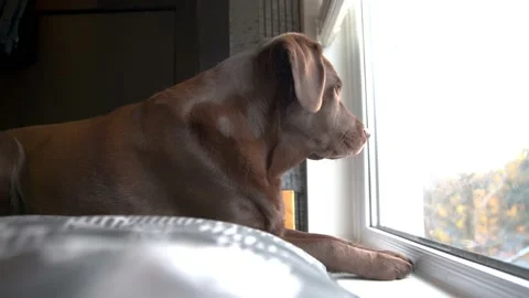 Chocolate Labrador led on bed looking outside patiently waiting for owners to Stock Footage 142943745