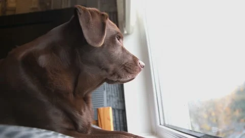 Chocolate Labrador led on bed looking outside patiently waiting for owners to Stock Footage 142944510
