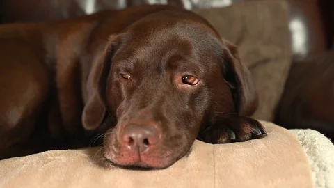 Chocolate labrador led on brown sofa relaxing at home Stock Footage 126062843