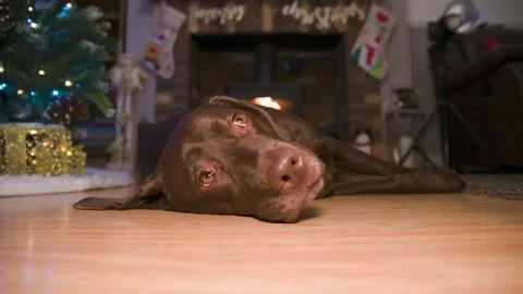 Chocolate Labrador led infront of fire at home living room during christmas time Stock Footage 144405216