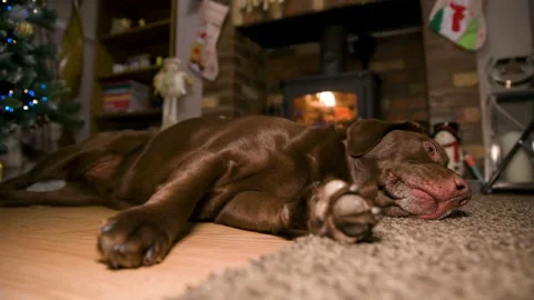 Chocolate Labrador led infront of fire at home living room during christmas time Stock Footage 144405240