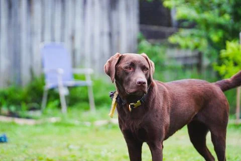 A chocolate labrador looking away from the camera in a backyard Stock Photos