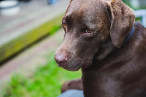 A chocolate labrador looking away from the camera in a backyard Stock Photos