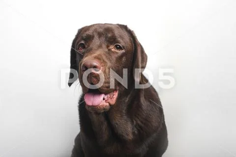 Chocolate labrador looking at the camera Stock Photos