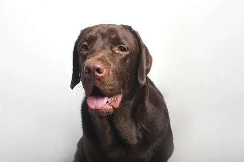 Chocolate labrador looking at the camera Stock Photos