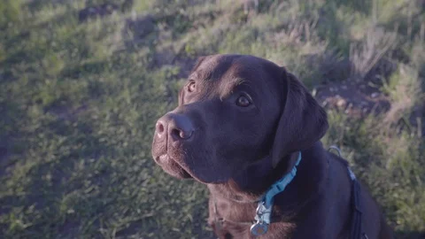 Chocolate labrador looking up at owner Stock Footage 100433582