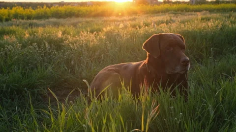 Chocolate labrador is lying on the grass in sunset light Stock Footage 193393494