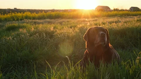 Chocolate labrador is lying on the grass in sunset light Stock Footage 193397133