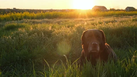 Chocolate labrador is lying on the grass in sunset light 스톡 동영상 193400973