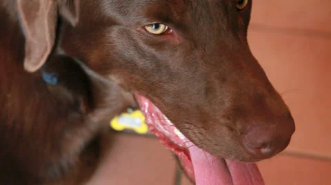 Chocolate labrador panting Vídeo Stock 32030127