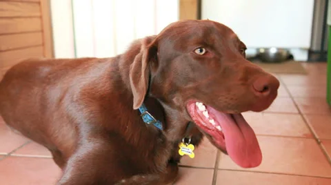 Chocolate labrador panting Vidéo 32030148