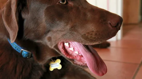 Chocolate labrador panting Stock Footage 32030453