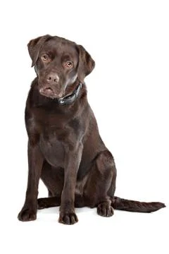 Chocolate Labrador Stock Photos