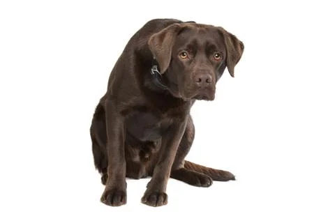 Chocolate Labrador Stock Photos