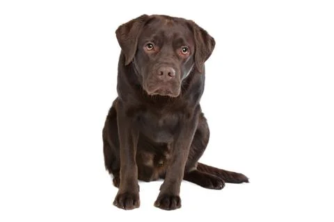 Chocolate Labrador Foto stock