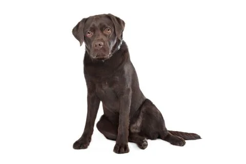 Chocolate Labrador Stock Photos