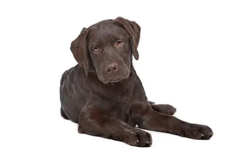 Chocolate Labrador Stock Photos