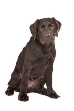 Chocolate Labrador Stock Photos