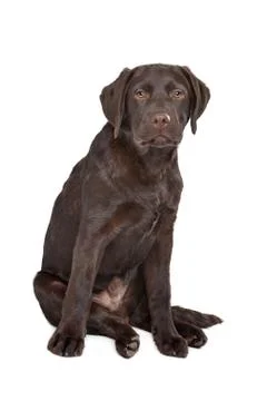 Chocolate Labrador Stock Photos