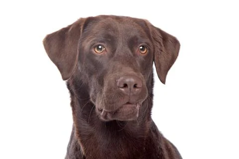 Chocolate Labrador Stock Photos