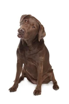 Chocolate Labrador Stock Photos